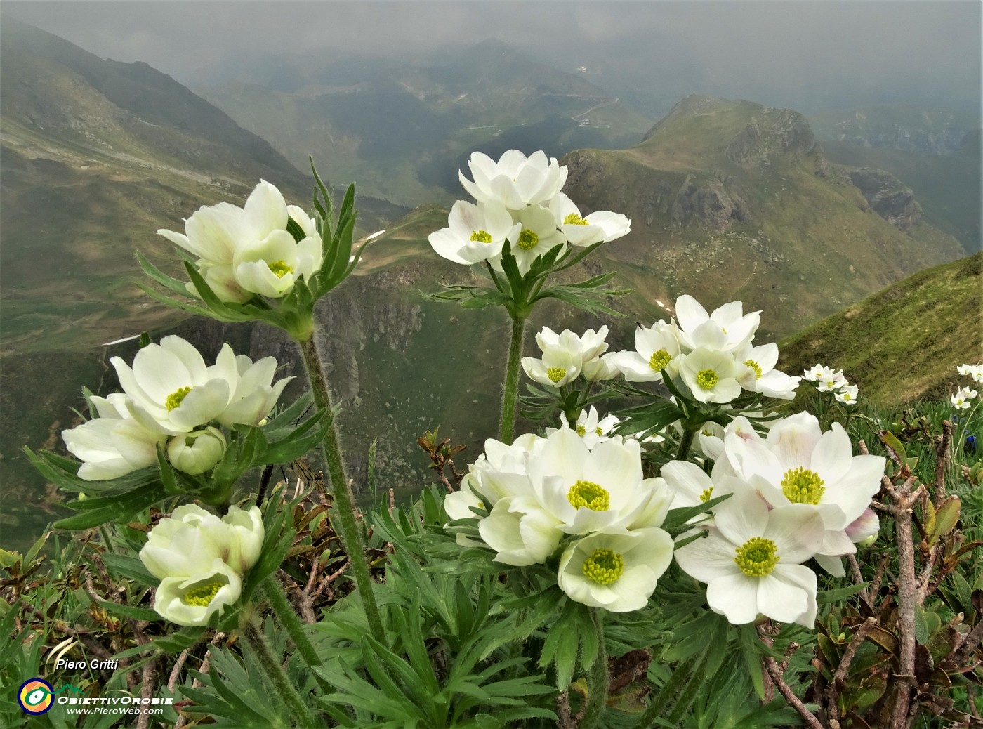 34 Anemoni narcissini (Anemonastrum narcissiflorum) con vista verso il Mincucco.JPG